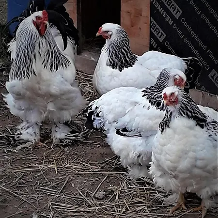 L'abri Des Ames شقة Gerponville